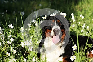 Beautiful happy Bernese mountain dog