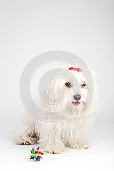Beautiful happy bichon maltese puppy dog is sitting frontal