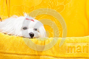 Beautiful happy bichon maltese puppy dog is sitting frontal