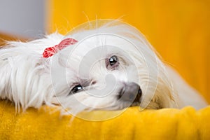 Beautiful happy bichon maltese puppy dog is sitting frontal photo