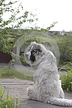 Beautiful happy  Caucasian shepherd dog in a garden