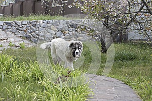 Beautiful happy  Caucasian shepherd dog in a garden