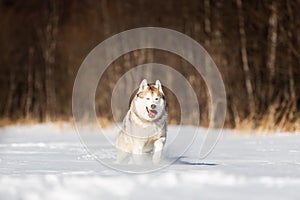 Beautiful, happy and crazy beige and white dog breed siberian husky running on the snow in the winter field