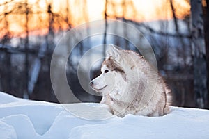 Beautiful, happy and cute Siberian Husky dog lying on the snow in the winter forest at golden sunset