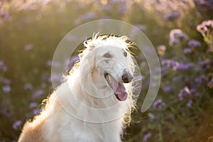 Beautiful and happy dog breed russian borzoi standing in the green grass and violet phacelia field in summer