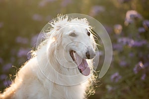 Beautiful and happy dog breed russian borzoi standing in the green grass and violet phacelia field in summer