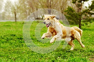 Hermoso feliz el perro perro perdiguero de oro correr alrededor a 