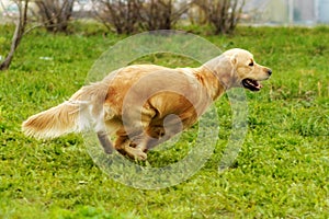 Beautiful happy dog Golden Retriever running around and playing