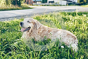 Beautiful happy dog is lying on the green grass next to the road. Breed is golden retriever. Dog is happily lying
