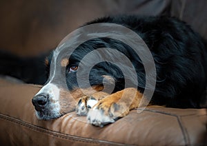 Beautiful happy female Bernese Mountain dog relaxing on the sofa at home