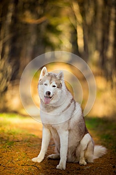 Beautiful, happy and free Beige dog breed Siberian Husky sitting in the bright golden fall forest at sunset