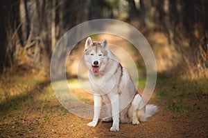 Beautiful, happy and free Beige dog breed Siberian Husky sitting in the bright golden fall forest at sunset