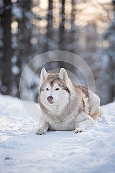 Beautiful, happy and free Siberian Husky dog lying on the snow path in the winter forest at sunset