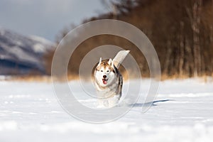 Beautiful, happy and funny beige and white dog breed siberian husky running on the snow in the winter field