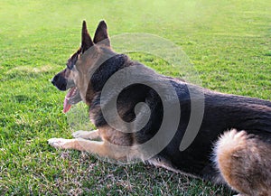 Beautiful and happy German Shepard dog laying in the grass on a sunny day