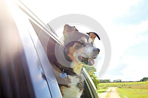 Beautiful Happy German Shepherd Mix Breed Dog Sticking His Head out Car Window