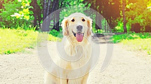 Beautiful happy Golden Retriever dog walking in summer park