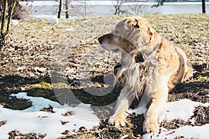 Beautiful happy golden retriever puppy in the park in the snow watching