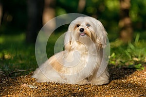 Beautiful happy havanese dog is sitting on a sunny forest path