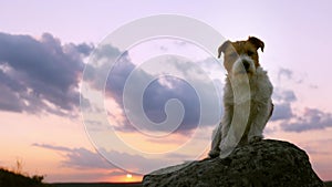 Beautiful happy pet dog sitting on a rock, silhouette in the cloudy sunset