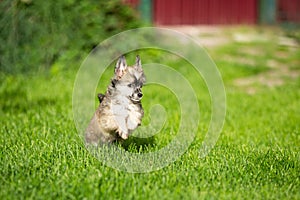 Beautiful and happy Powderpuff Chinese Crested puppy running in the grass