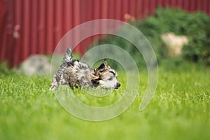 Beautiful and happy Powderpuff Chinese Crested puppy running in the grass
