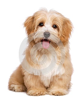 Beautiful happy reddish havanese puppy dog is sitting frontal photo
