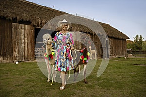 Beautiful happy senior woman walks with cute alpacas on a spring day. Alpaca therapy