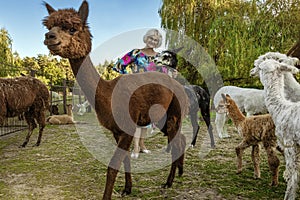 Beautiful happy senior woman walks with cute alpacas on a spring day. Alpaca therapy