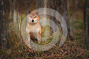 Beautiful and happy shiba inu dog standing in the forest at golden sunset. Adorable Red shiba inu female dog in fall