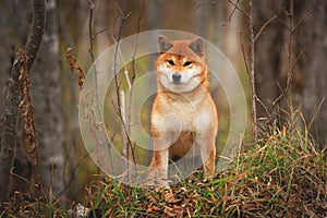 Beautiful and happy shiba inu dog standing in the forest at golden sunset. Adorable Red shiba inu female dog in fall