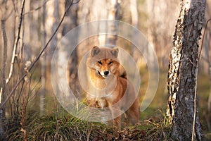 Beautiful and happy shiba inu dog standing in the forest at golden sunset. Adorable Red shiba inu female puppy in fall