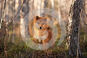 Beautiful and happy shiba inu dog standing in the forest at golden sunset. Adorable Red shiba inu female puppy in fall