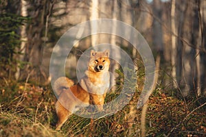 Beautiful and happy shiba inu dog standing in the forest at golden sunset. Cute Red shiba inu female puppy in fall