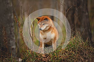 Beautiful and happy shiba inu dog standing in the forest at golden sunset. Red shiba inu female dog in fall. Profile