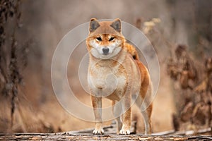 Beautiful and happy shiba inu dog standing on the wooden bridge in the forest. Adorable Red shiba inu female dog in fall