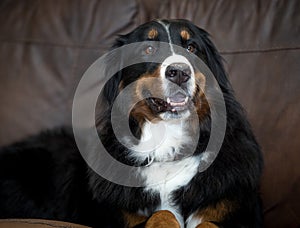 Beautiful happy smiling female Bernese Mountain dog relaxing on the sofa at home