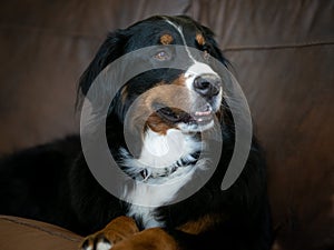 Beautiful happy smiling female Bernese Mountain dog relaxing on the sofa at home