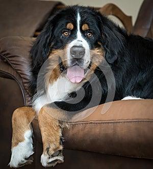 Beautiful happy smiling male Bernese Mountain dog relaxing on the sofa at home