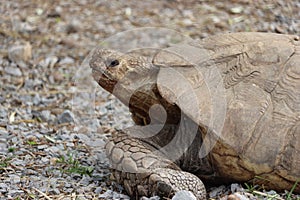 Beautiful hardy slow shell turtle strong old woman