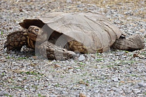 Beautiful hardy slow shell turtle strong old woman