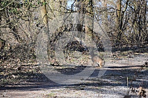 A Hare can hardly be seen in the Penumbra photo