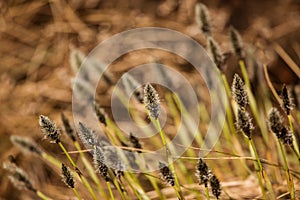 Beautiful hareâ€™s-tail cottongrass in a natural habitat