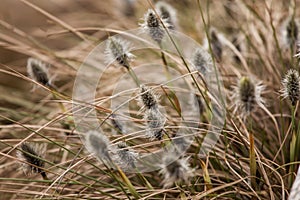 Beautiful hareâ€™s-tail cottongrass in a natural habitat