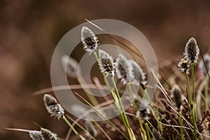 Beautiful hareâ€™s-tail cottongrass in a natural habitat