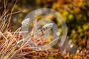 Beautiful hareâ€™s-tail cottongrass in a natural habitat