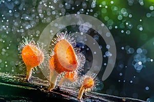 Beautiful harirymushrooms on wood