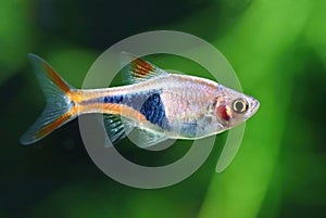 Beautiful harlequin rasbora fish male