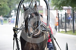 Beautiful harnessed bay horse on city street