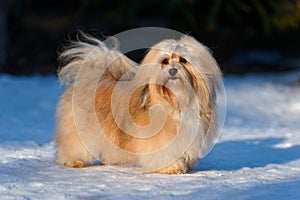 Beautiful havanese dog stands in a snowy park